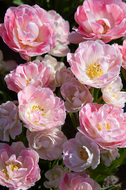 Tulpe "Angelique" - 10 Zwiebeln