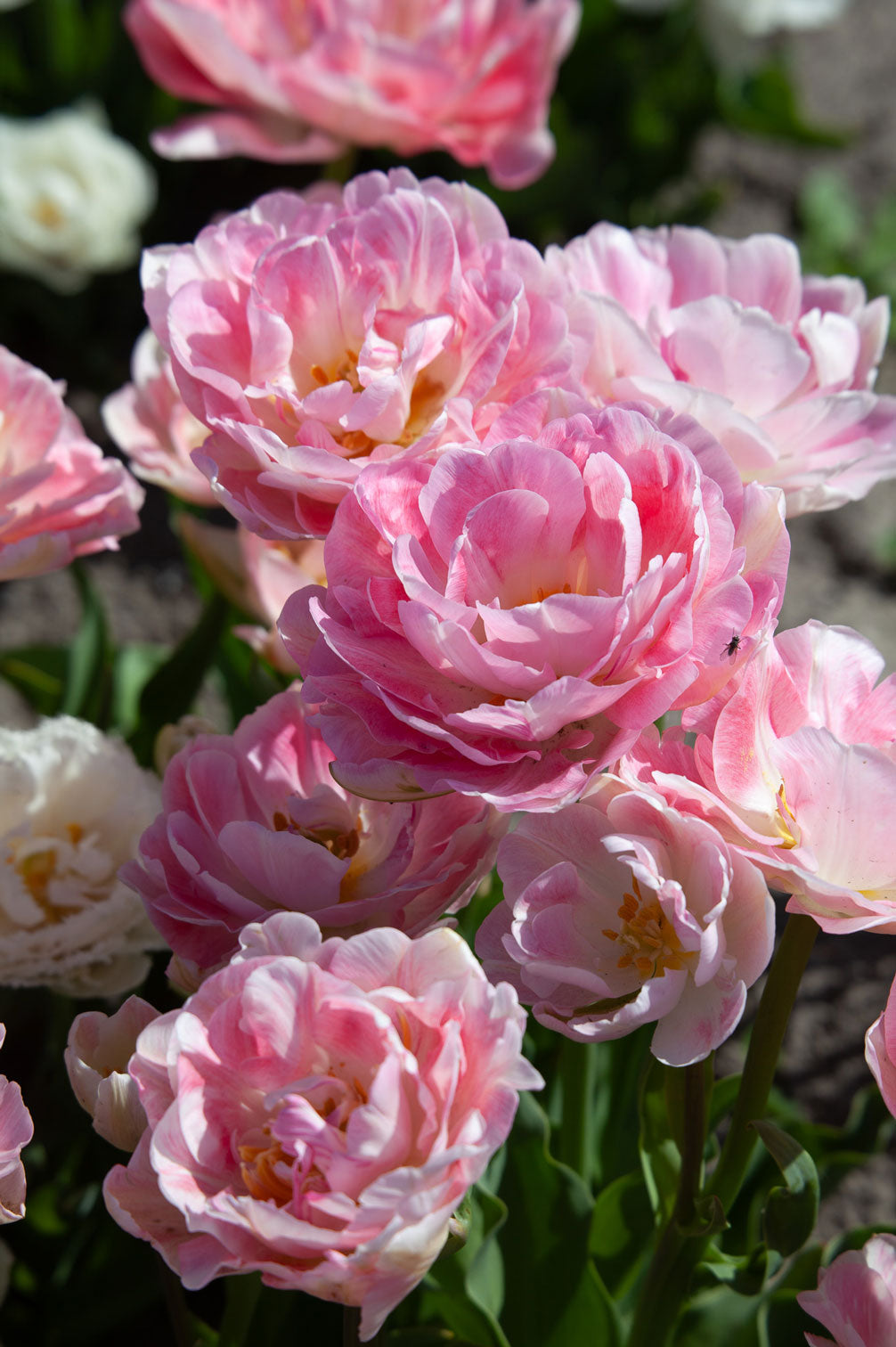Tulpe "Angelique" - 10 Zwiebeln