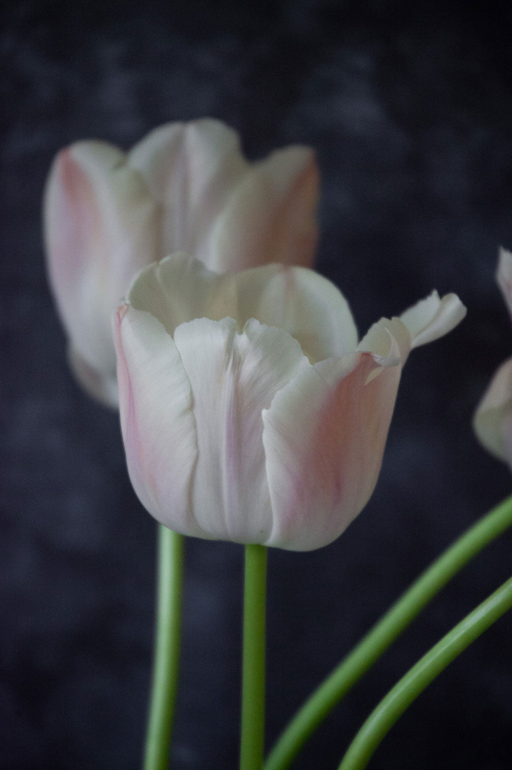 Mehrjährige Tulpe "Apricot Pride" – 10 Zwiebeln