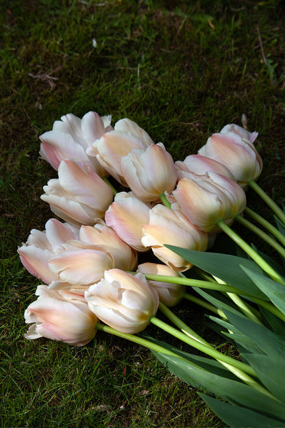 Pflückglück "Brombeersahne" – 30 Zwiebeln
