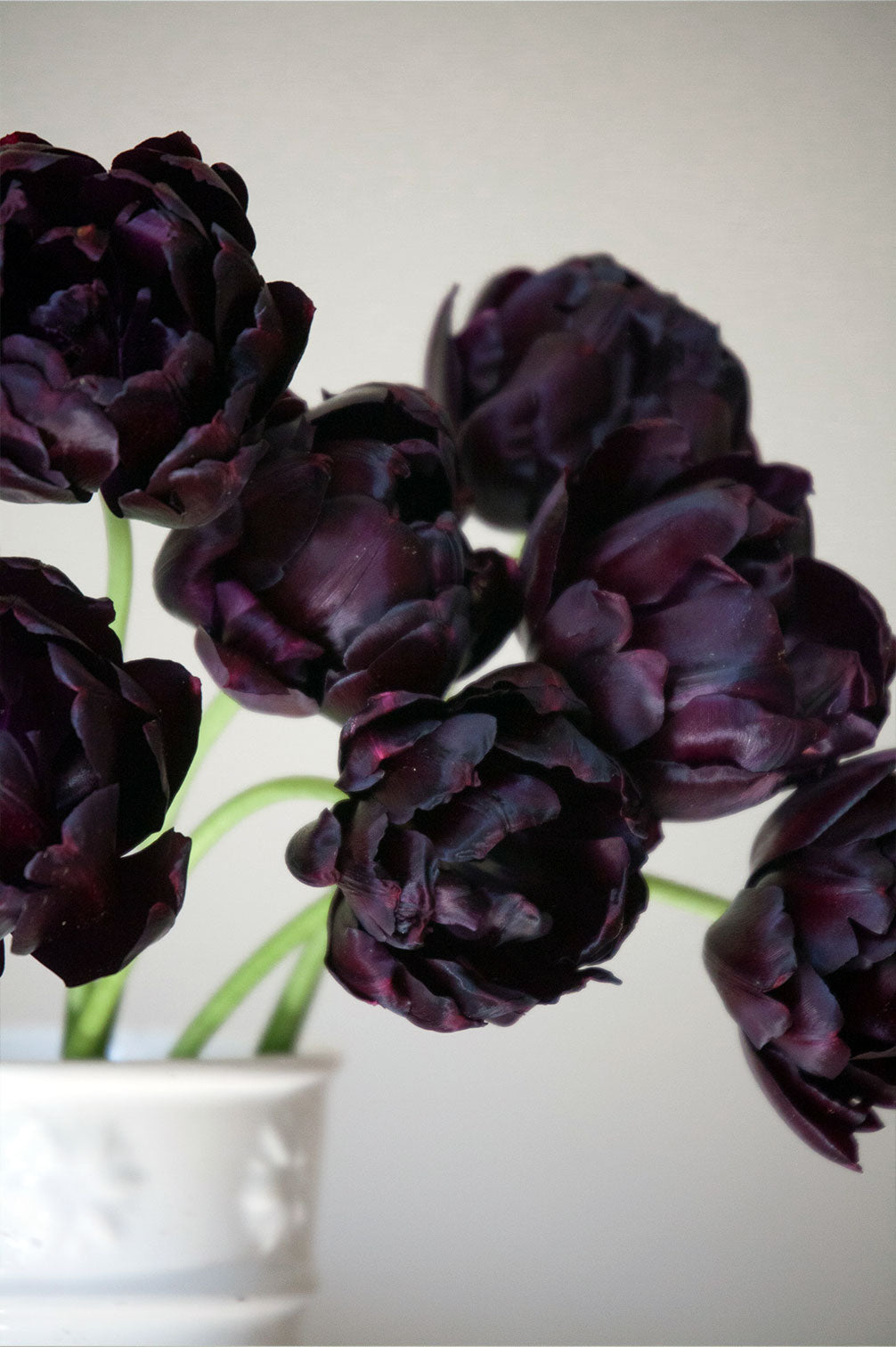 Mehrjährige Tulpe "Black Hero" – 10 Zwiebeln