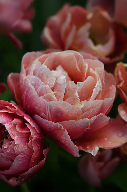 Tulpe "Copper Image" – 10 Zwiebeln