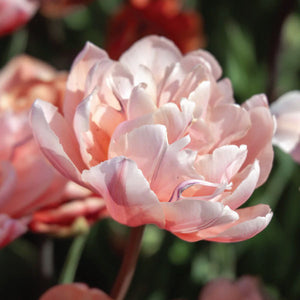 Tulpen
