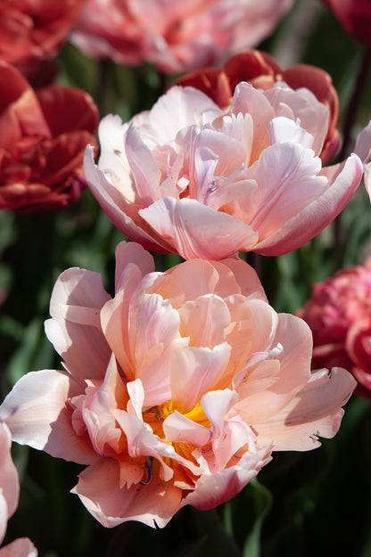 Tulpe "Coral Blush" mit üppig gefüllten Blüten in sanften Rosa- und Apricottönen.