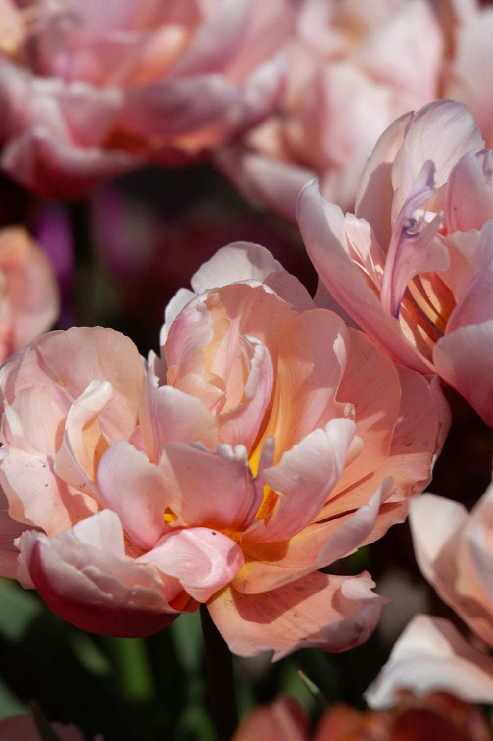 Gefüllte Tulpe "Coral Blush" mit zartrosa Blüten und pfingstrosenähnlicher Form.