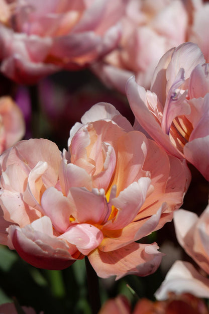 Gefüllte Tulpe "Coral Blush" mit zartrosa Blüten und pfingstrosenähnlicher Form.