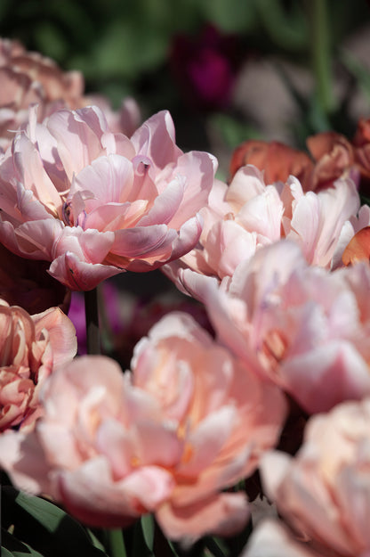 Gefüllte Tulpen "Coral Blush" mit romantischen Blüten in Rosa und Apricot im Frühlingsbeet.