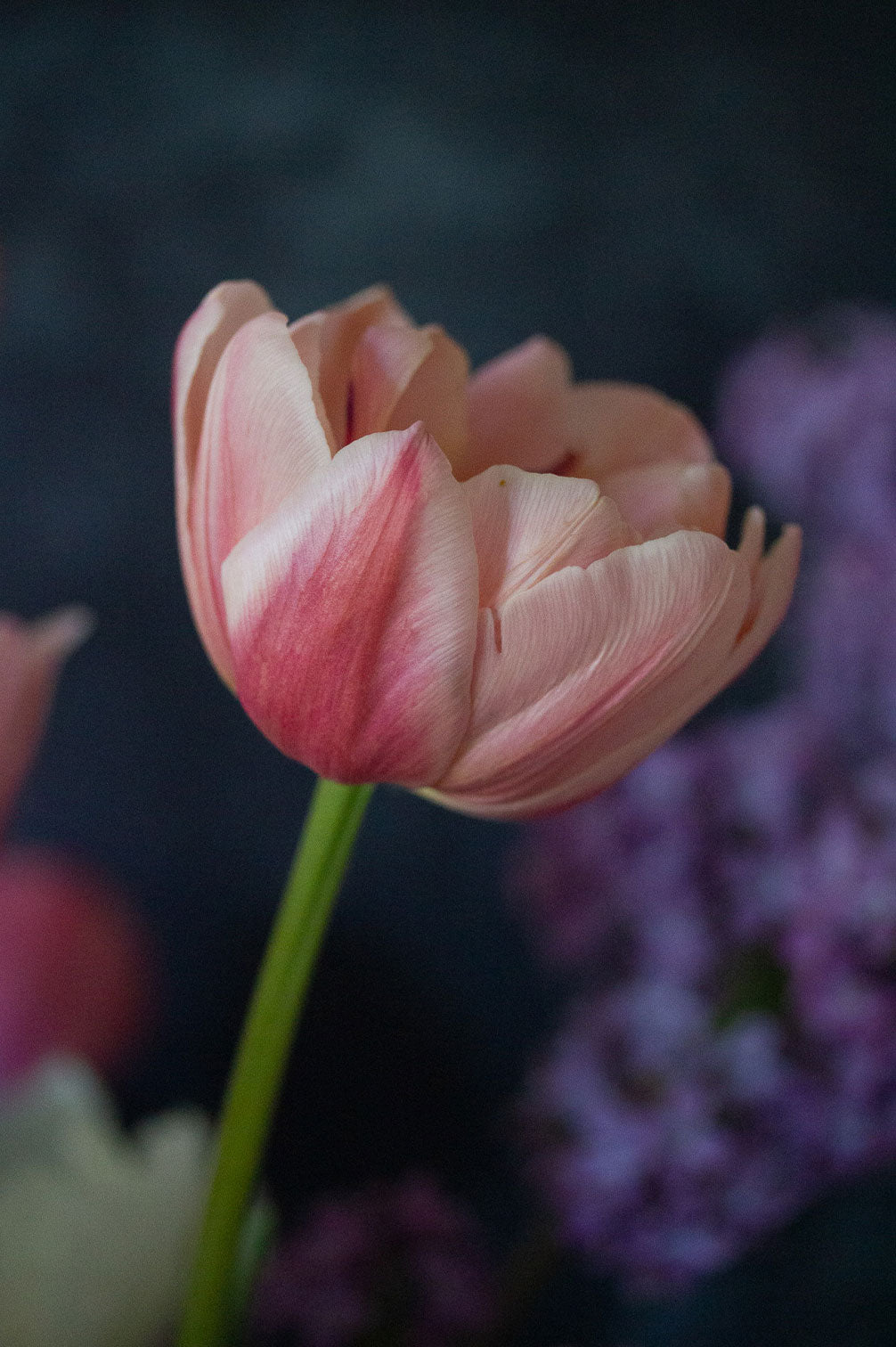Tulpe "Coral Blush" – 10 Zwiebeln