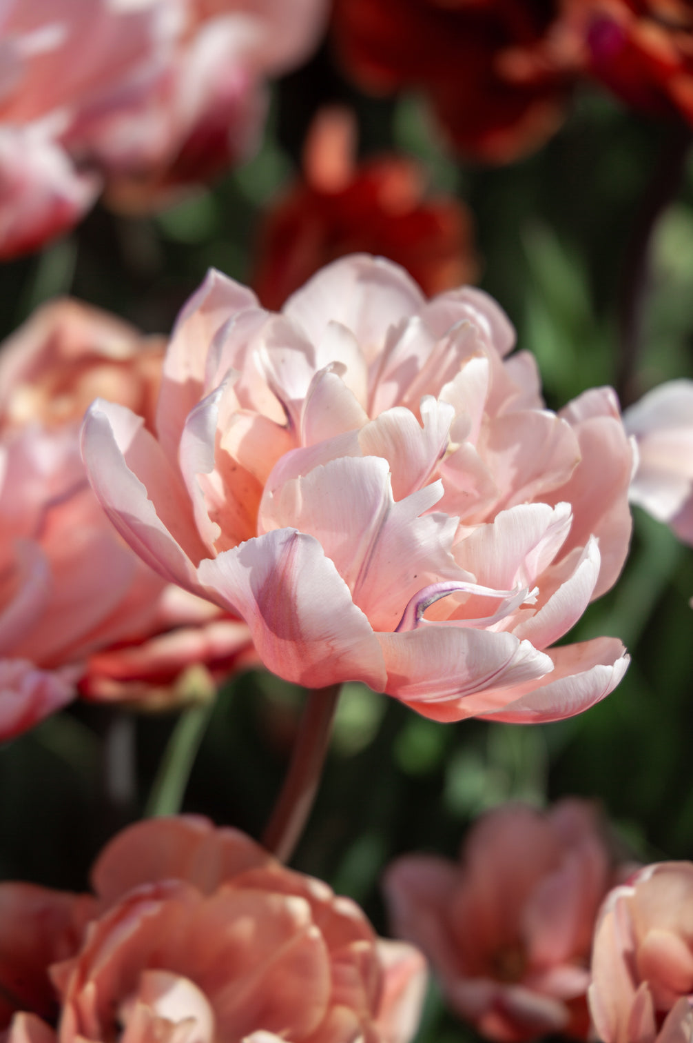 Tulpe "Coral Blush" mit großen, gefüllten Blüten in zarten Rosa- und Apricottönen.