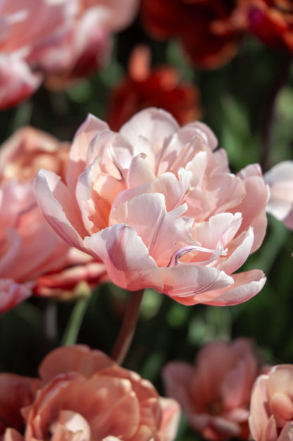 Tulpe "Coral Blush" mit großen, gefüllten Blüten in zarten Rosa- und Apricottönen.