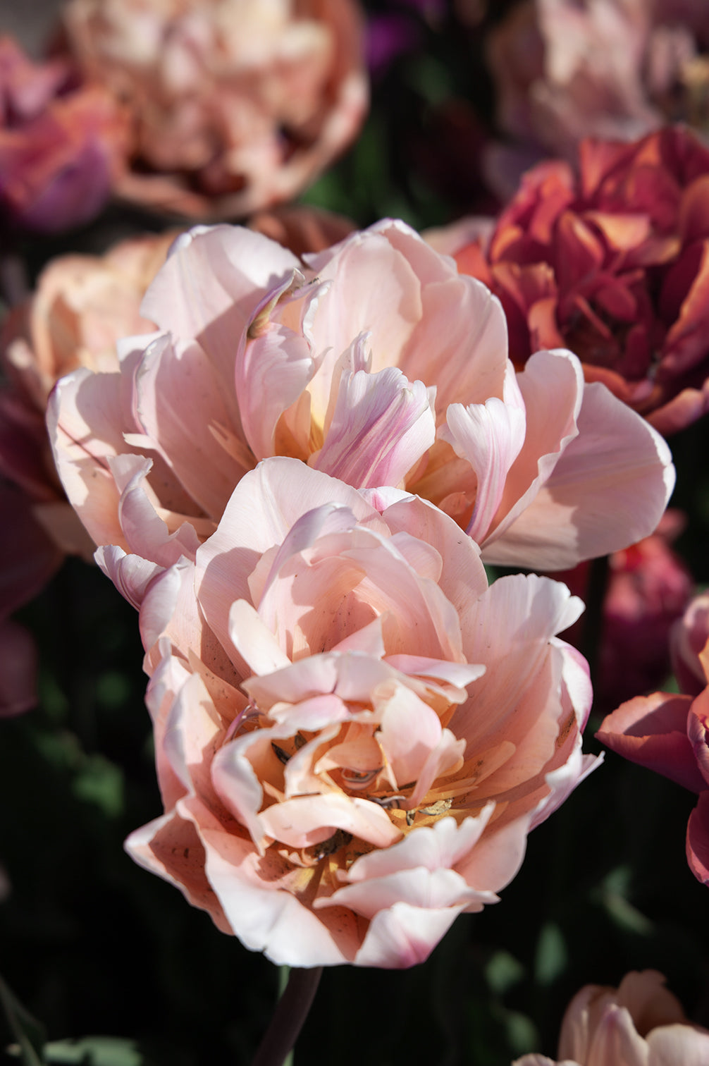 Zartrosa Tulpe "Coral Blush" mit großen, gefüllten Blüten und elegantem Farbverlauf.