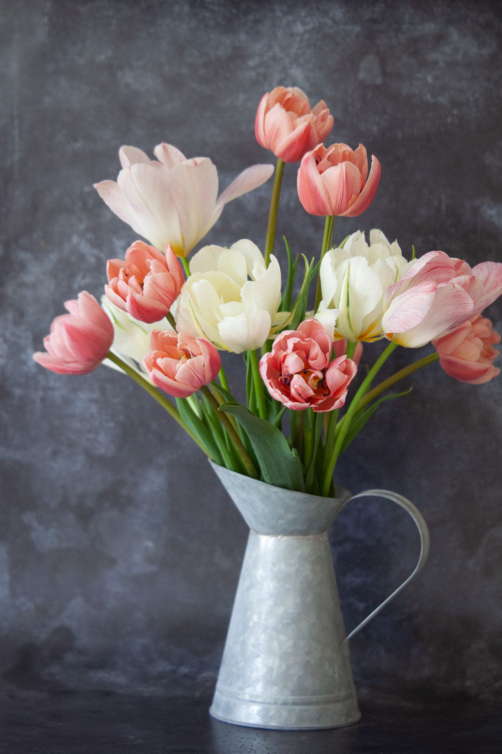 Tulpe "Coral Blush" – 10 Zwiebeln