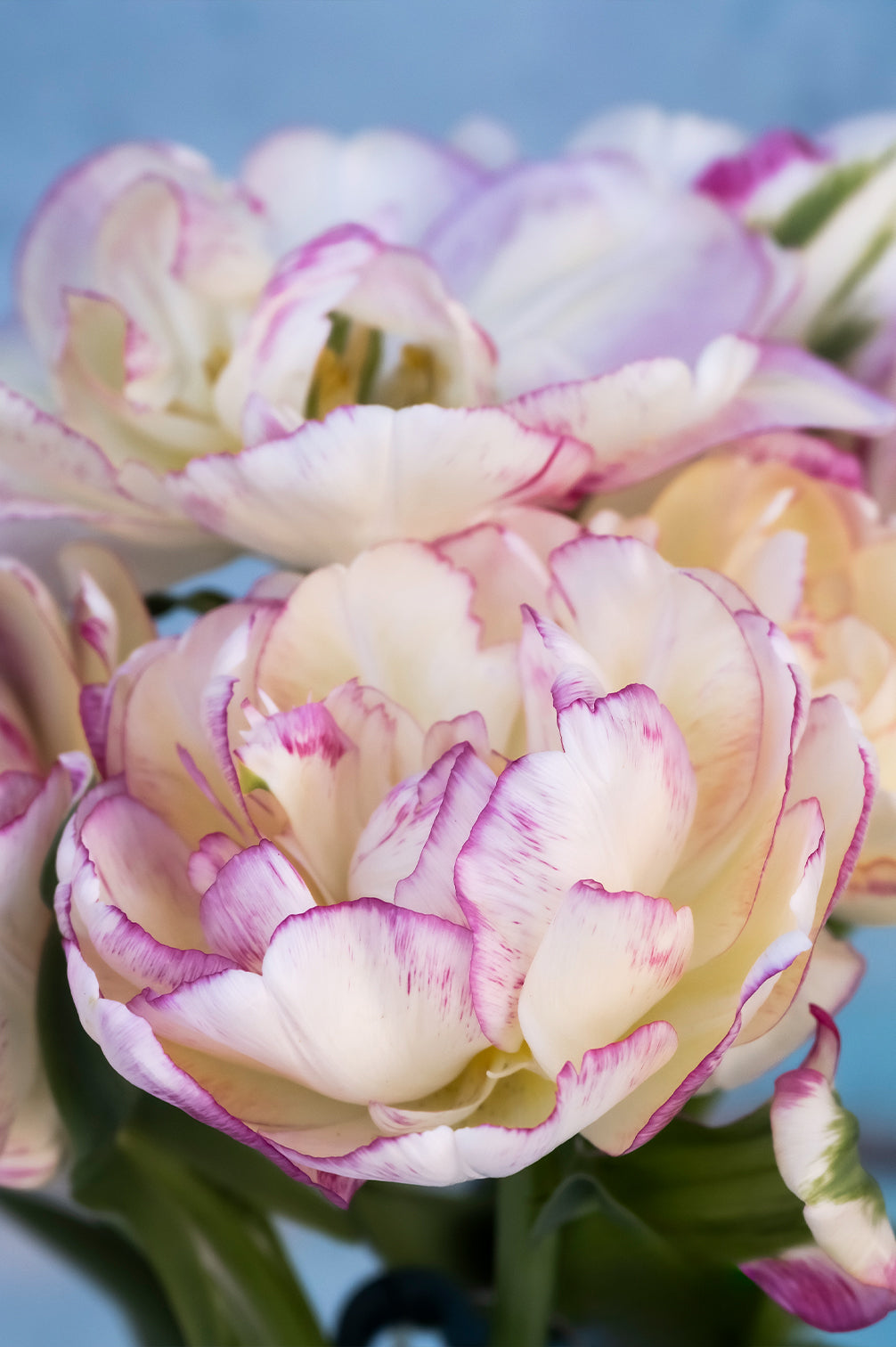 Tulpe "Double Shake" – 10 Zwiebeln