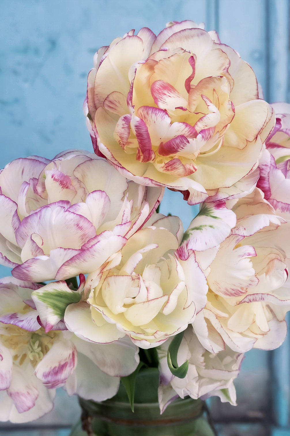 Tulpe "Double Shake" – 10 Zwiebeln