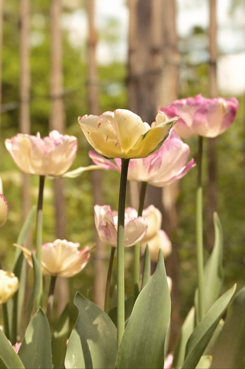 Tulpe "Double Shake" – 10 Zwiebeln