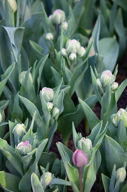 Tulpe "Double Surprise" – 10 Zwiebeln