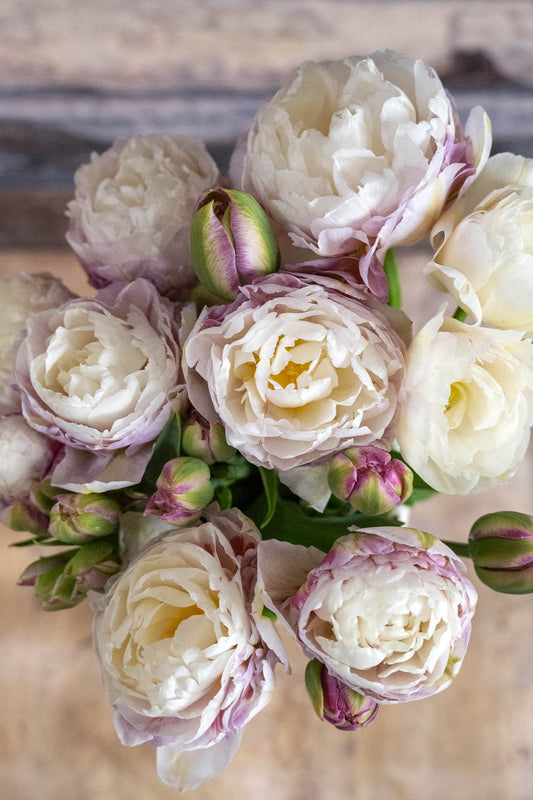 Gefüllte Tulpe Double Surprise mit üppiger, pfingstrosenähnlicher Blüte in Cremeweiß und zartem Rosa – eine romantische, nostalgische Tulpensorte mit vintage Flair. Die dicht gefüllten Blüten erinnern an Rosen oder Pfingstrosen und sind ideal für Cottagegärten, Frühlingssträuße oder als besondere Tulpen im Garten. Perfekt für alle, die nach besonderen, pastellfarbenen Tulpen mit nostalgischem Charme und eleganter Farbgebung suchen.