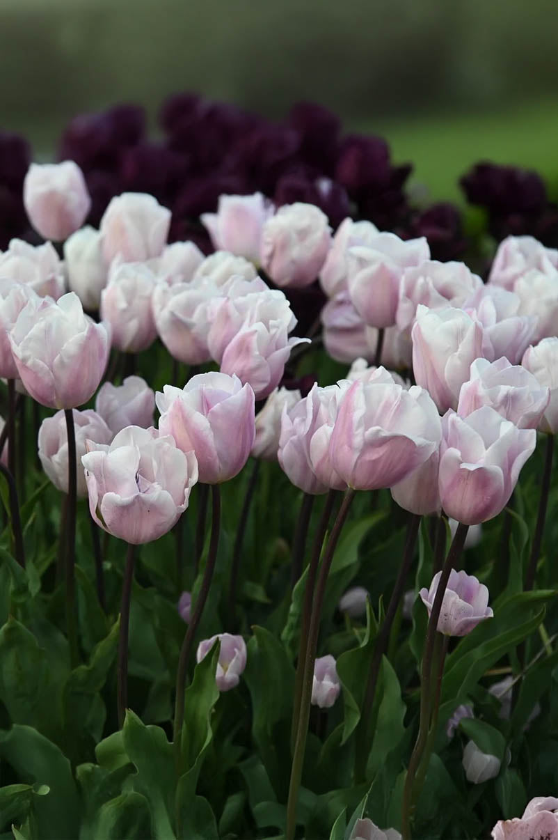 Tulpe "Silver Cloud" – 10 Zwiebeln
