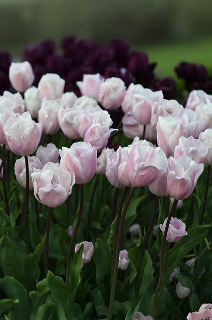 Tulpe "Silver Cloud" – 10 Zwiebeln