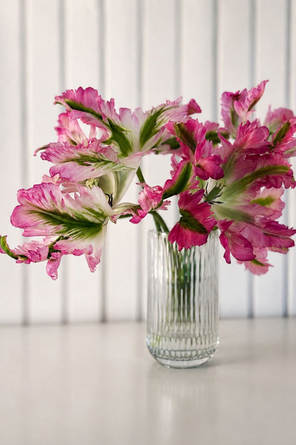 Tulpe "Green Wave" mit außergewöhnlich gewellten Blüten in Rosa, Creme und Grün in einer Glasvase.