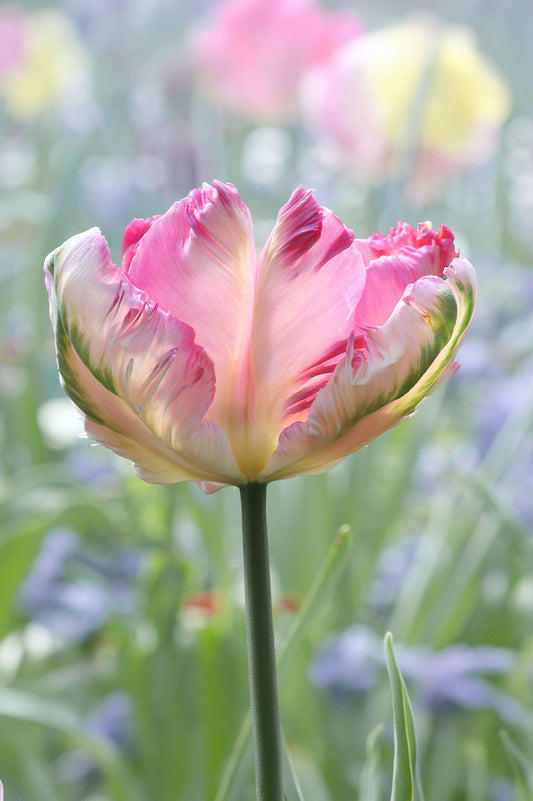 Tulpe "Green Wave" – 10 Zwiebeln
