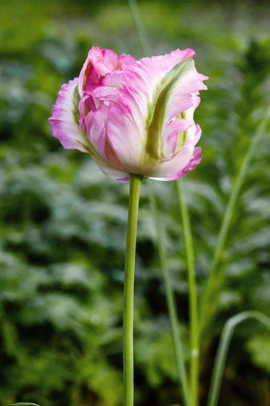 Tulpe "Green Wave" – 10 Zwiebeln