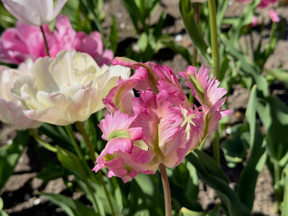 Tulpe "Green Wave" mit rosa-grünen Blüten zwischen weiteren Frühlingsblumen im Beet.
