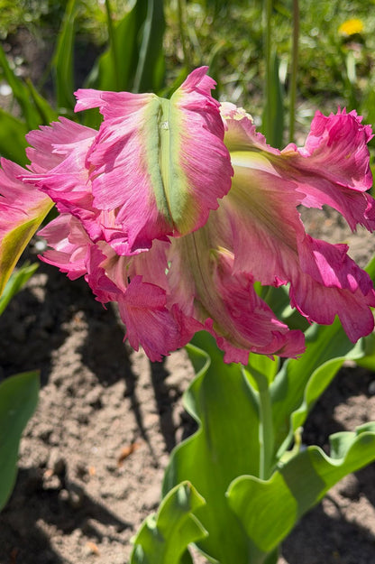 Nahaufnahme der Papageientulpe "Green Wave" mit gewellten Blütenblättern in Rosa, Creme und Grün.