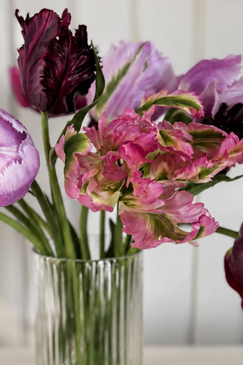 Detailaufnahme der Tulpe "Green Wave" mit stark gewellten Blütenblättern und grün-rosa Farbspiel.