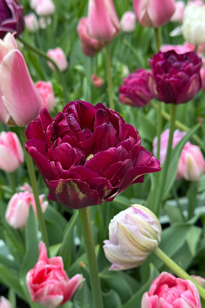 Tulpe "Jinan" – 10 Zwiebeln