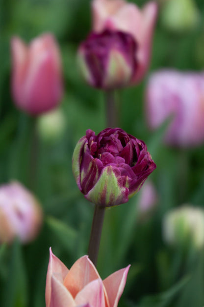 Tulpe "Jinan" – 10 Zwiebeln