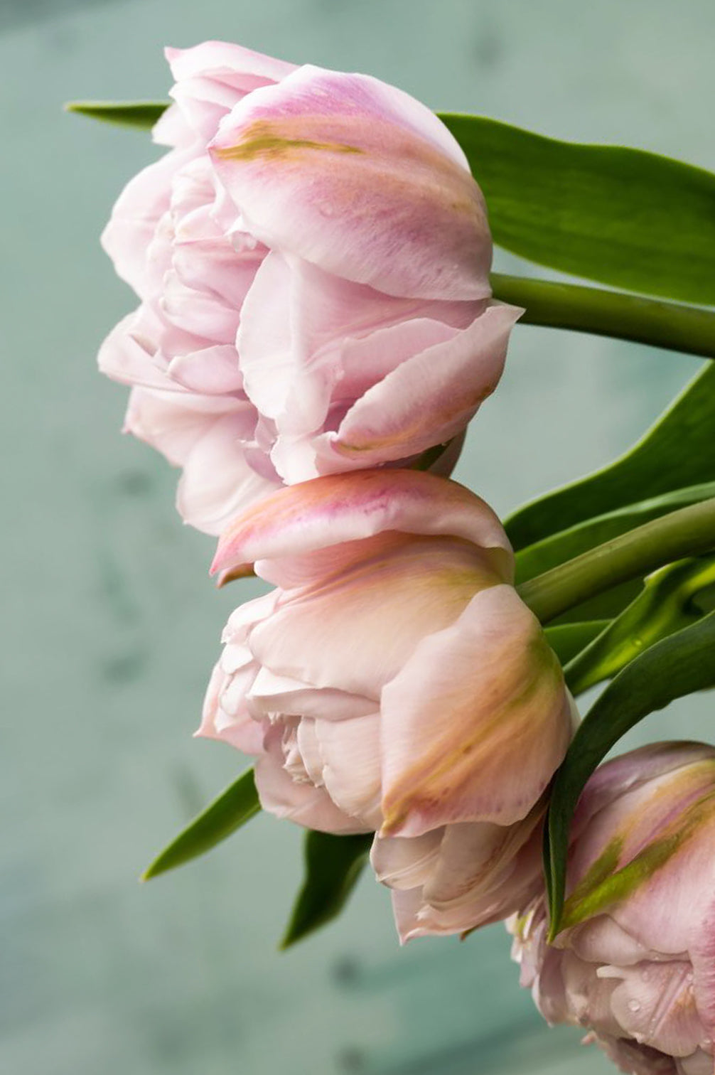 Tulpe "Katinka" – 10 Zwiebeln