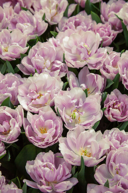 Tulpe "Katinka" – 10 Zwiebeln