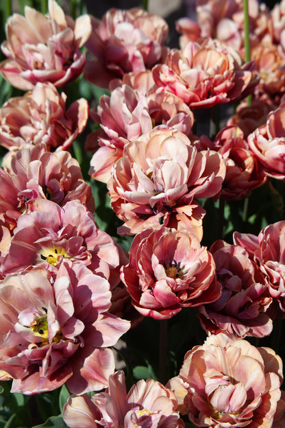 Tulpe "La Belle Epoque" - 10 Zwiebeln