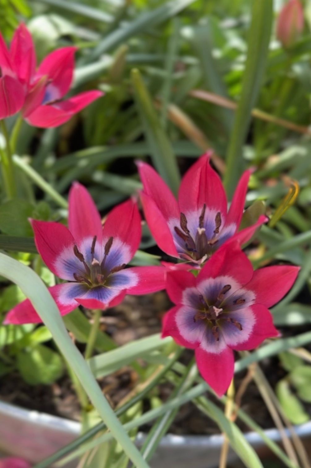 Geöffnete Blüten der Wildtulpe "Little Beauty" mit ihrem markanten lila-blauen, weiß umrandeten Herz.