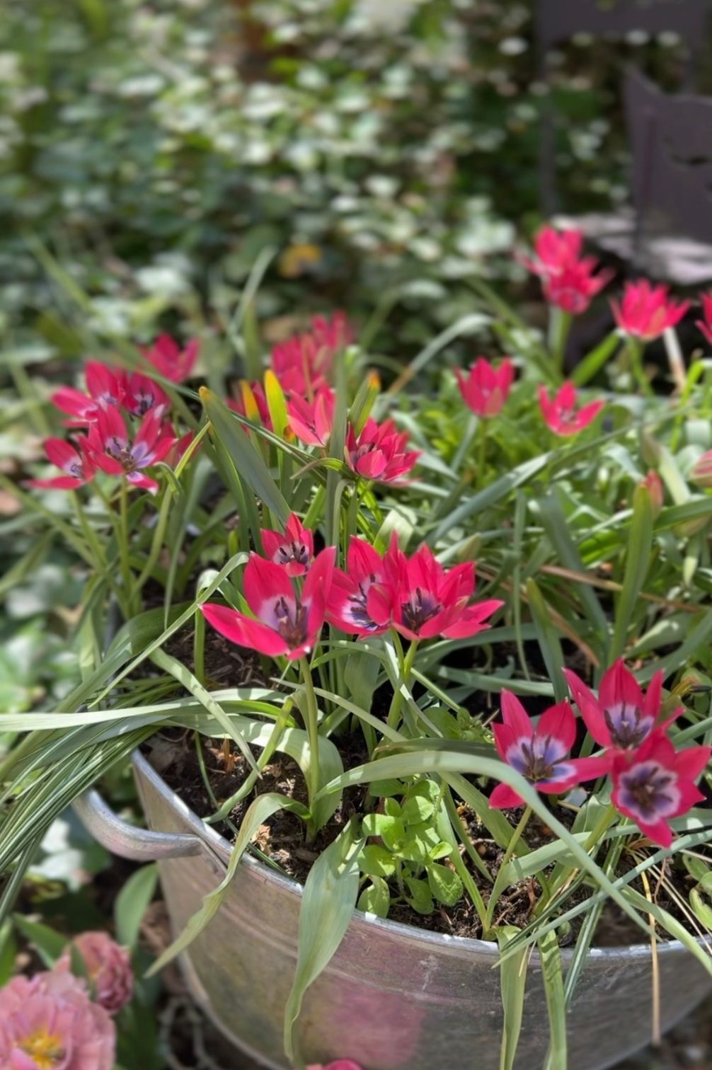 Wildtulpe "Little Beauty" mit leuchtend magentafarbenen Blüten in einem bepflanzten Zinktopf.