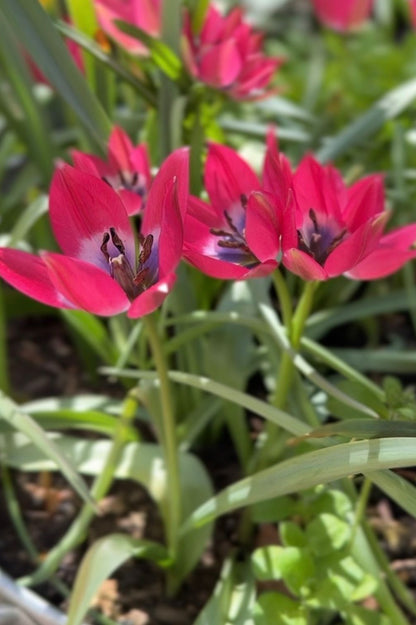 Wildtulpe "Little Beauty" mit leuchtend magentafarbenen Blüten und intensiv lila-blauem Herz.
