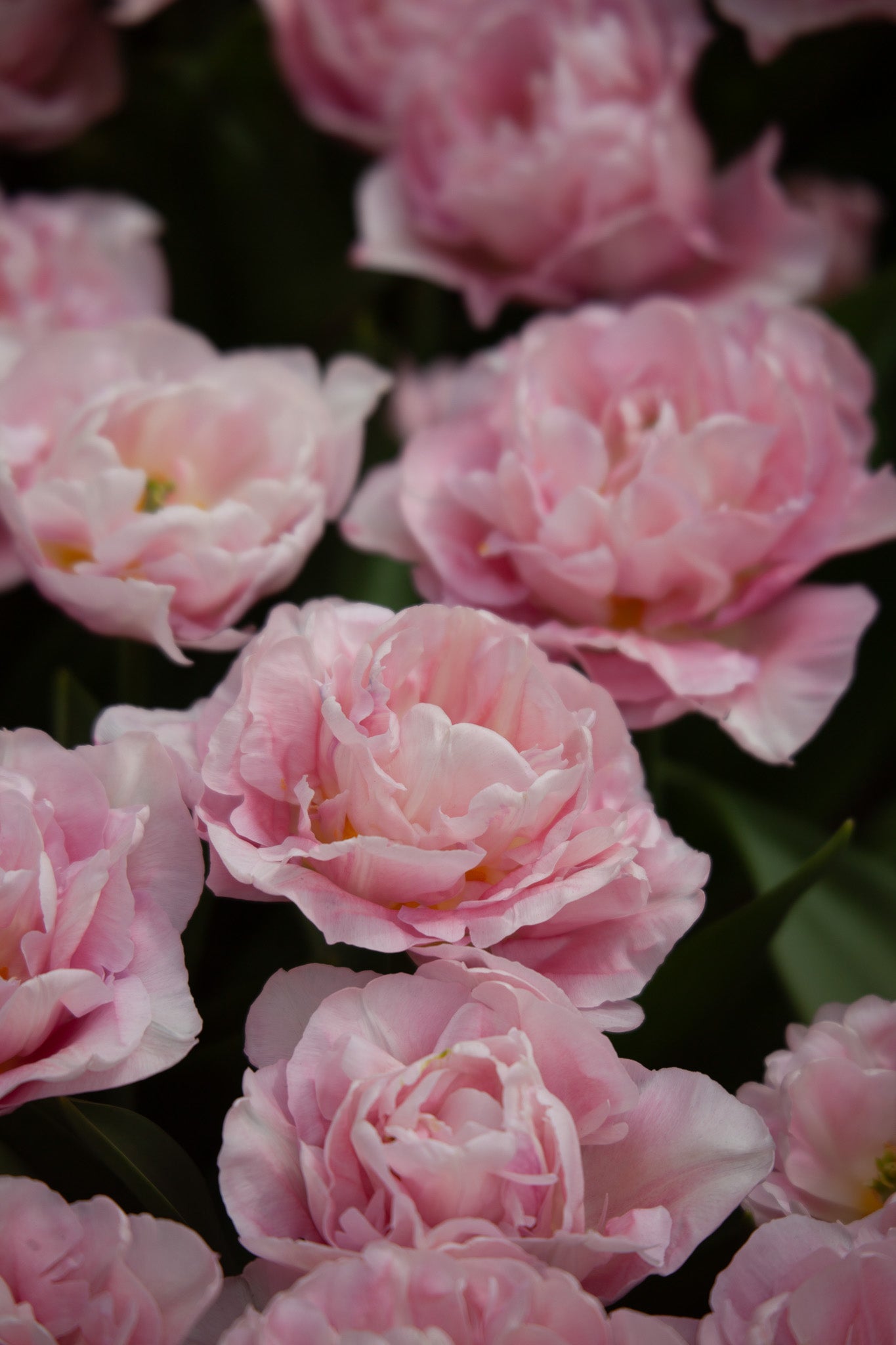 Tulpe "Mariage" – 10 Zwiebeln