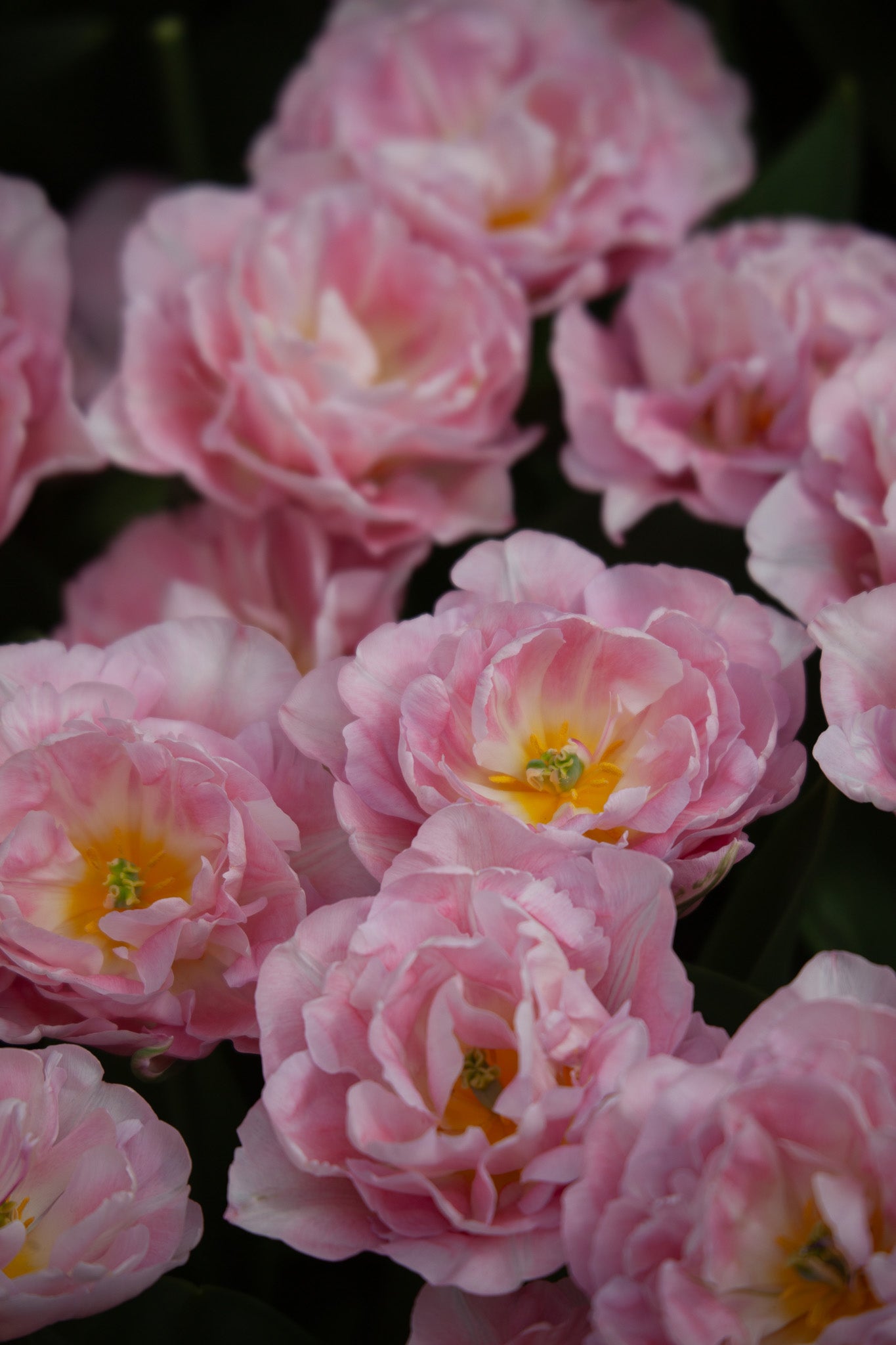 Tulpe "Mariage" – 10 Zwiebeln