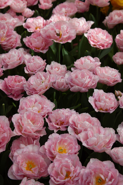 Tulpe "Mariage" – 10 Zwiebeln
