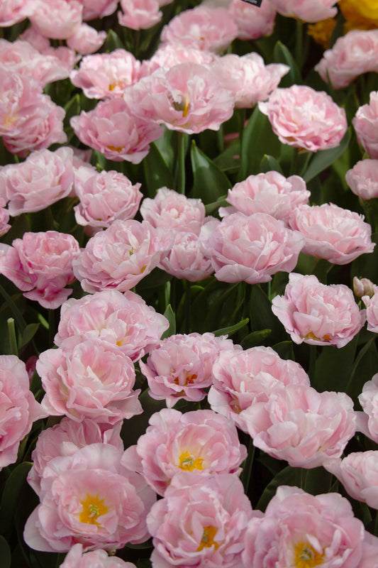 Tulpe "Mariage" – 10 Zwiebeln