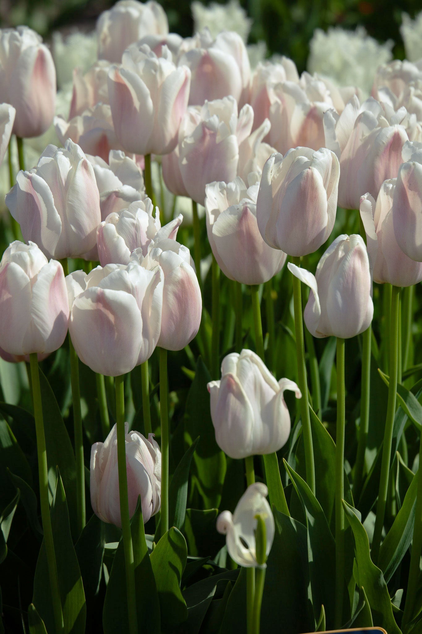 Mehrjährige Tulpe "Apricot Pride" – 10 Zwiebeln