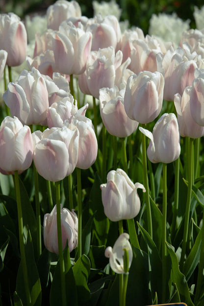 Mehrjährige Tulpe "Apricot Pride" – 10 Zwiebeln