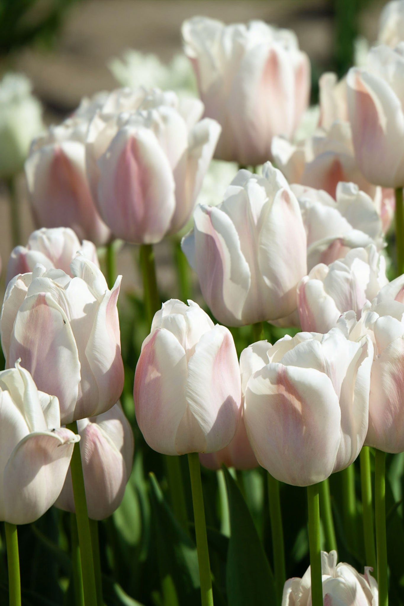 Mehrjährige Tulpe "Apricot Pride" – 10 Zwiebeln