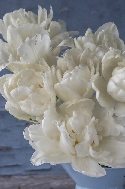Tulpe "Mount Tacoma" – 10 Zwiebeln