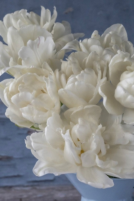 Tulpe "Mount Tacoma" – 10 Zwiebeln