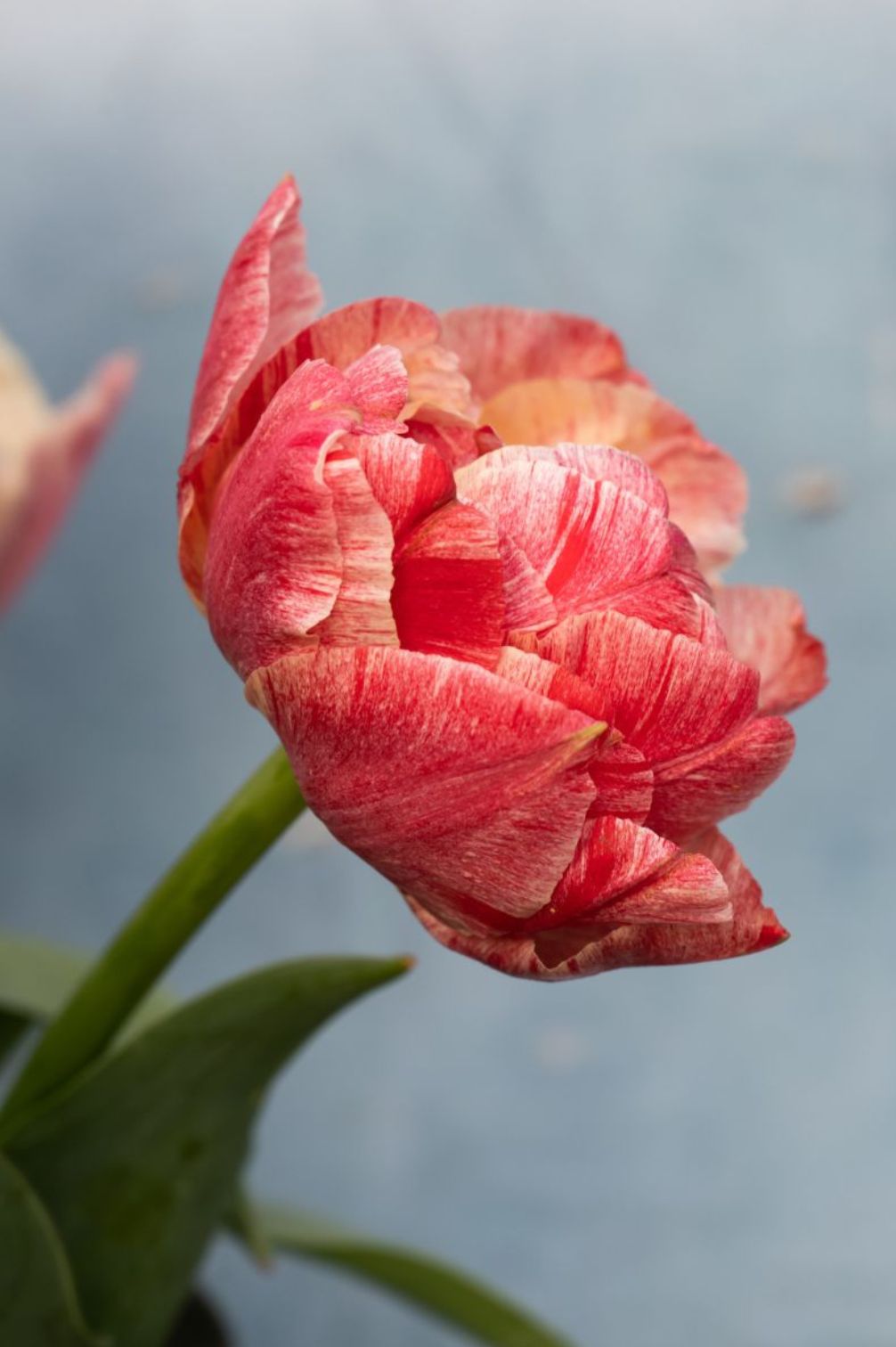 Gefüllte Tulpe "Pep Talk" mit rosafarbenen Blüten und pfingstrosenähnlicher Form.
