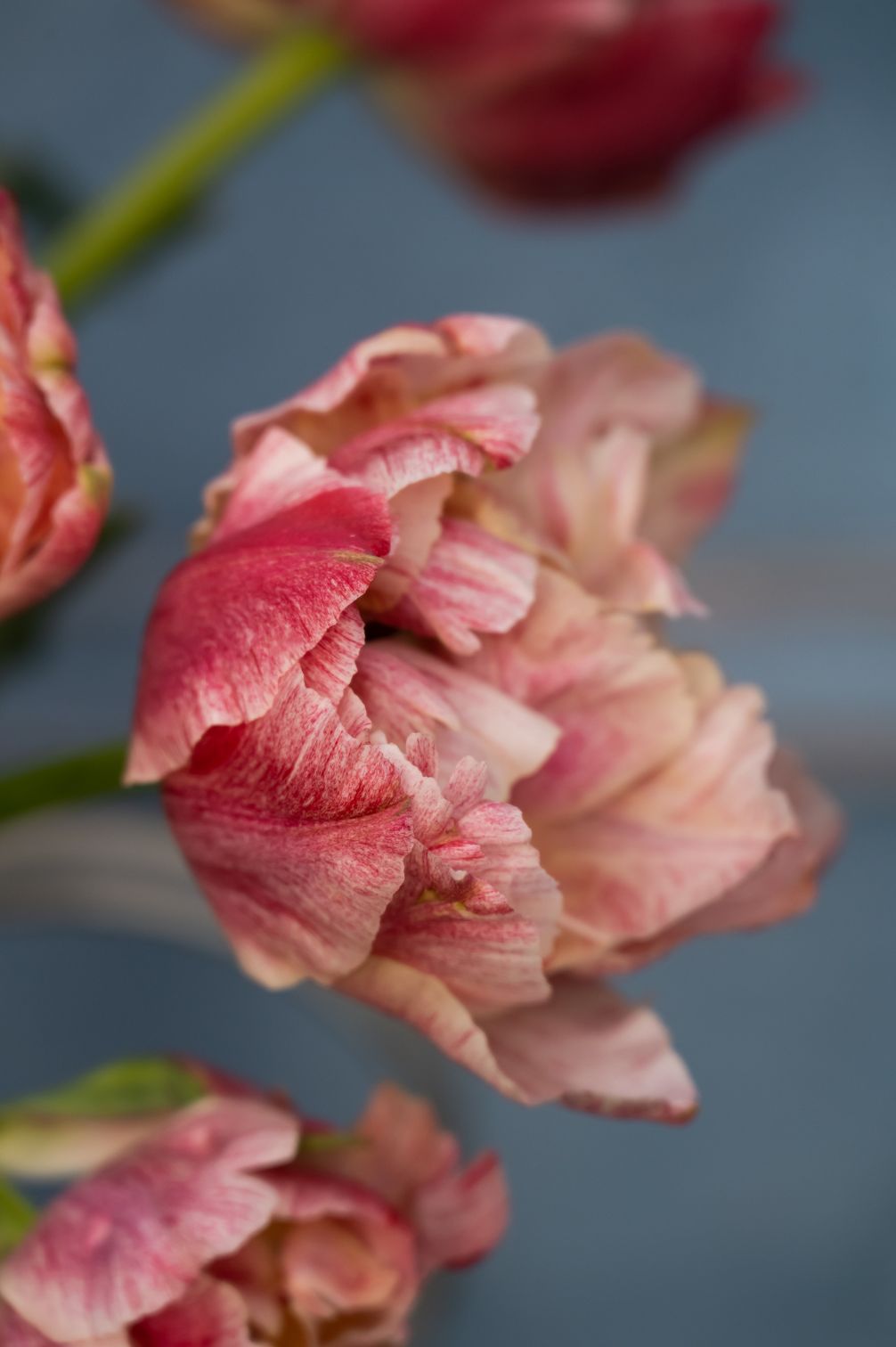 Gefüllte Tulpe "Pep Talk" mit creme-rosa Blütenblättern und zartem Farbverlauf.