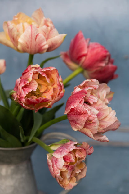 Tulpe "Pep Talk" mit gefüllten Blüten in Rosa- und Cremetönen in einem Zinkgefäß.