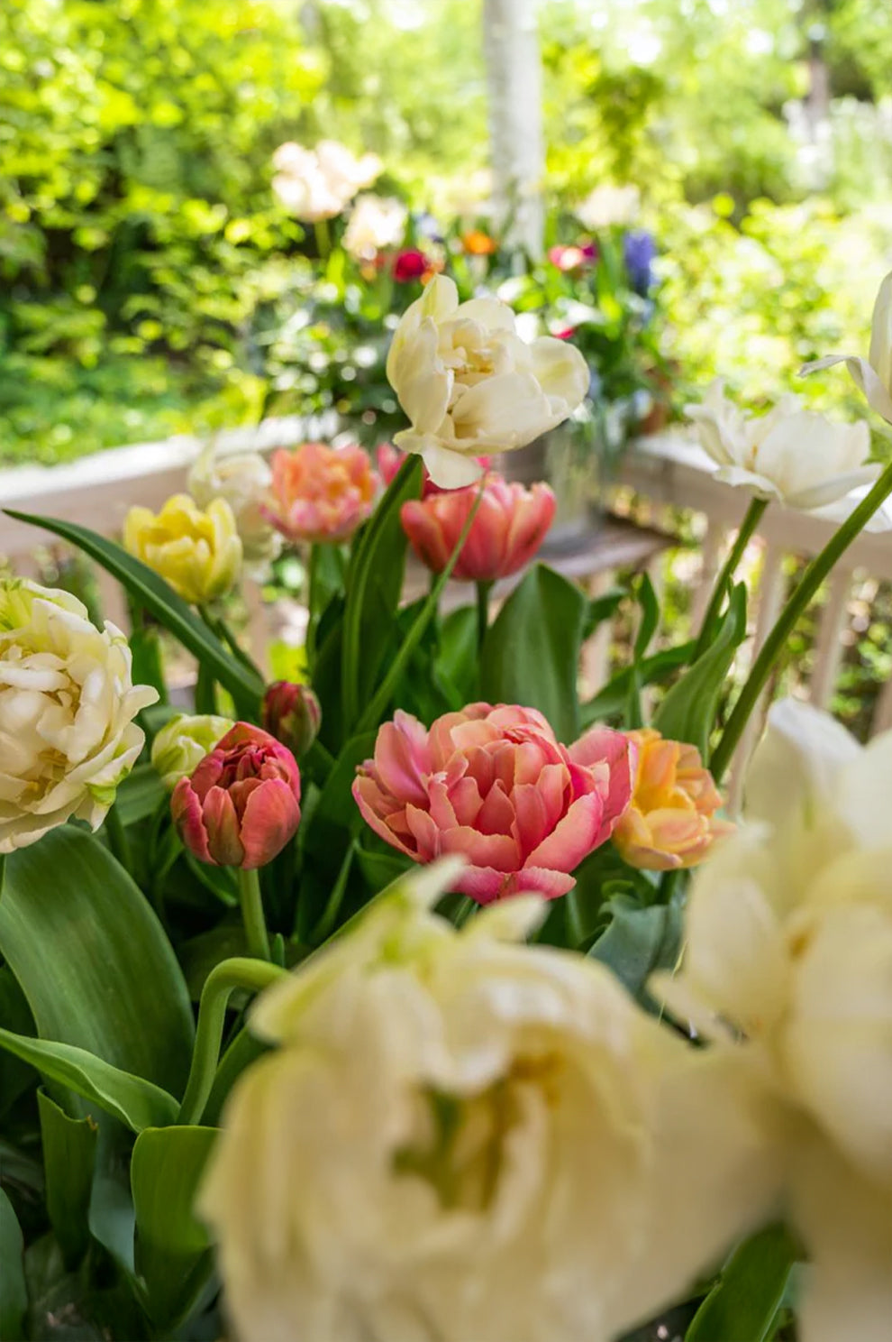 Tulpe "Pink Star" – 10 Zwiebeln